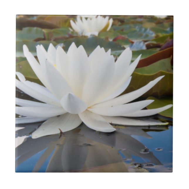 Carreau Nénuphar odorant (Nymphaea Odorata) sur Caddo (Devant)