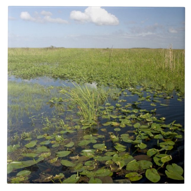 Carreau Nénuphars et sawgrass dans les Everglades de Flori (Devant)