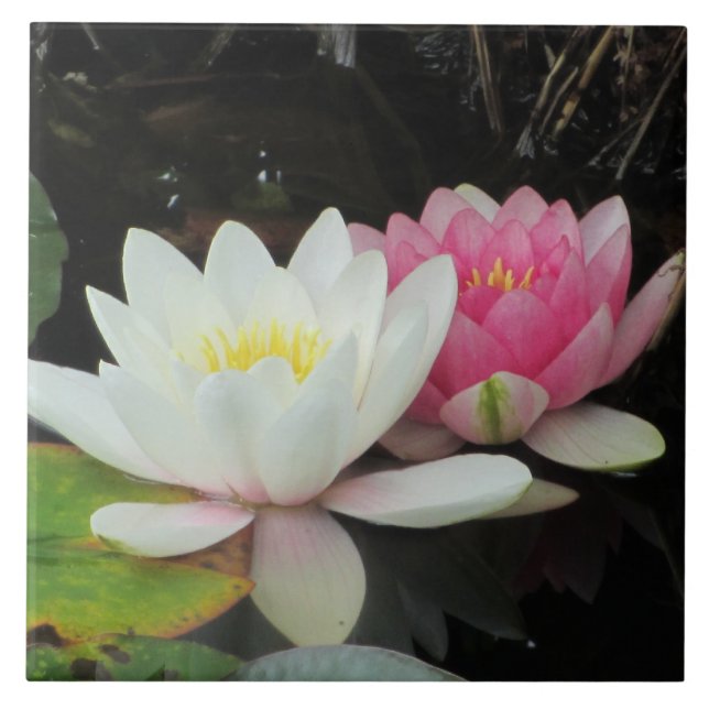 Carreau NÉNUPHARS par SHARON SHARPE (Devant)