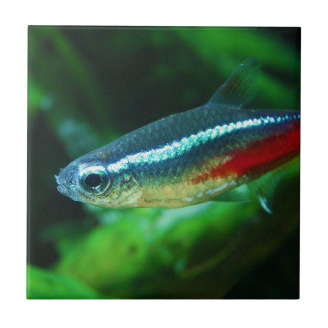 Carreau Neon Tetra Fish Paracheirodon Innesi (Devant)