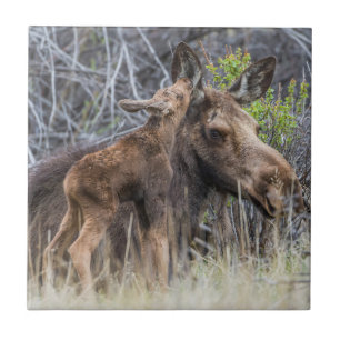 Carreau Newborn Moose Calf Nuzzling its Mother