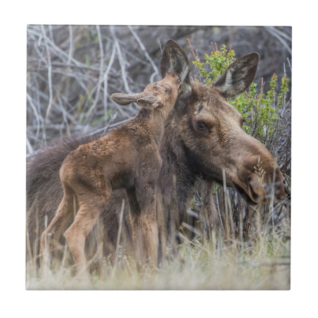 Carreau Newborn Moose Calf Nuzzling its Mother (Devant)