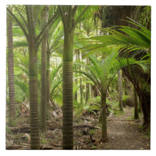 Carreau Nikau Palms, Heaphy Track, près de Karamea,