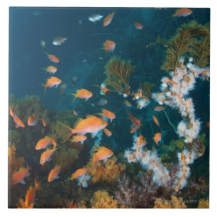 Carreau Nishiizumachi, préfecture de Shizuoka, Japon 2