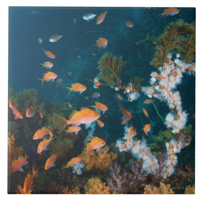 Carreau Nishiizumachi, préfecture de Shizuoka, Japon 2 (Devant)