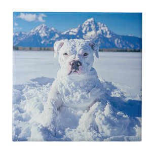 Carreau Noël Pitbull Chien Snowman