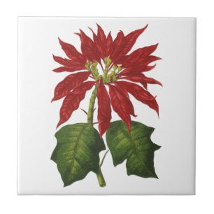 Carreau Noël vintage, poinsettia rouge plante d'hiver