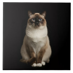 Carreau Noir 4 Luxe avec Chat Birman