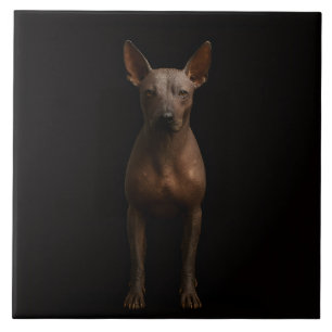 Carreau Noir 4 Luxe avec Chien Pila Argentin