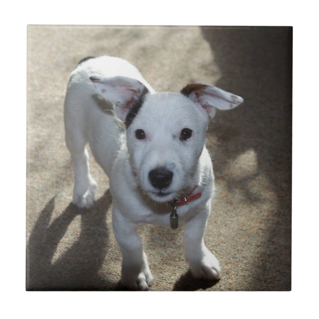 Carreau Noir Et Blanc De Jack Russell Puppy (Devant)