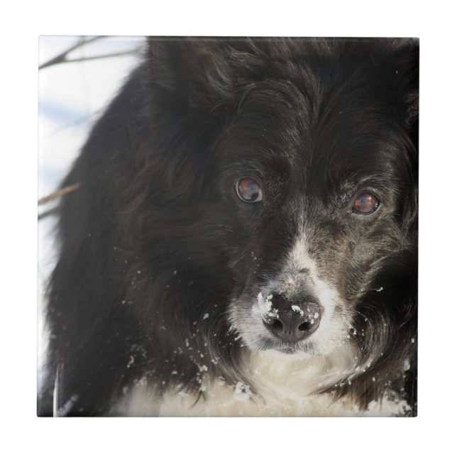 Carreau non défini (Devant)