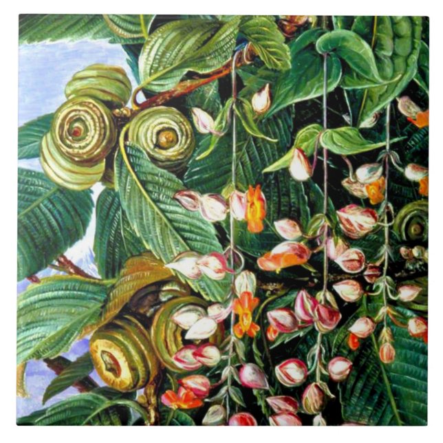 Carreau Nord - Un chêne Darjeeling, art, (Devant)