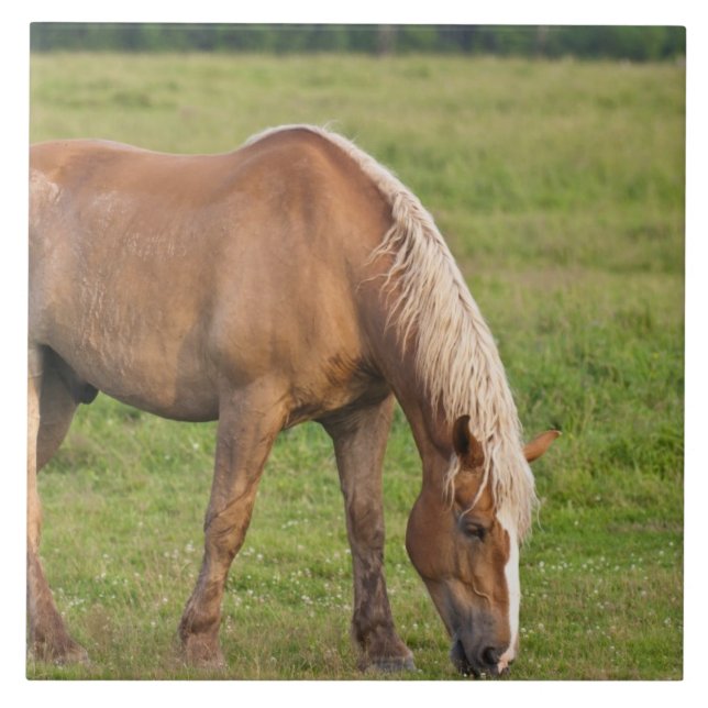 Carreau Nouveau-Brunswick, Canada. Cheval dans un champ. (Devant)