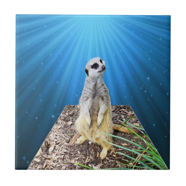 Carreau Nuit Meerkat Bleue, (Devant)