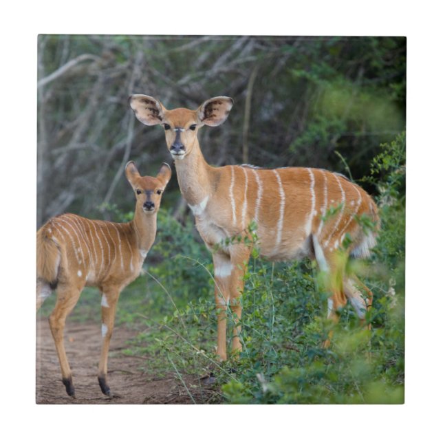 Carreau Nyala (Tragelaphus Angazii) avec jeune, Ndumo (Devant)