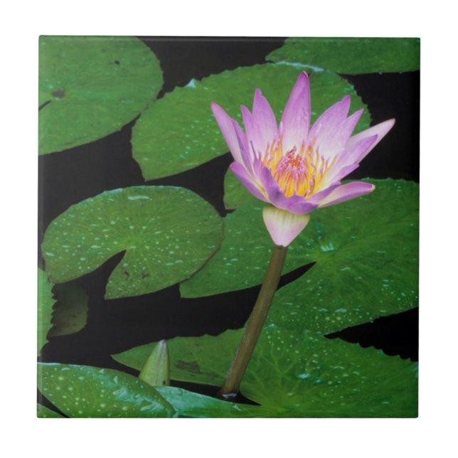 Carreau Nymphéa du Cap (Nymphaea Capensis) (Devant)