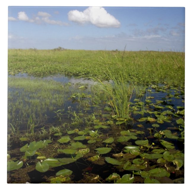Carreau Nymphéas et scirpe à scie dans les Everglades de F (Devant)