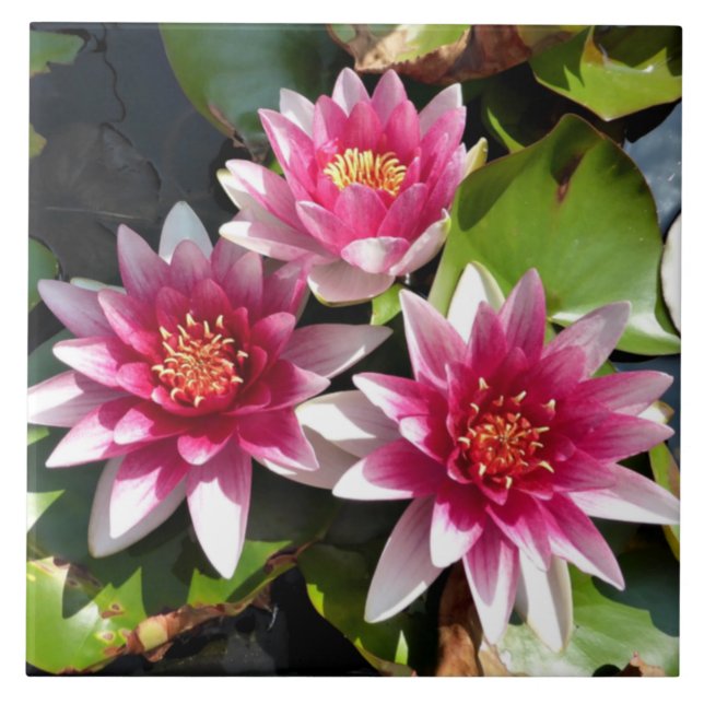 Carreau Nymphes d'eau en fleur (Devant)