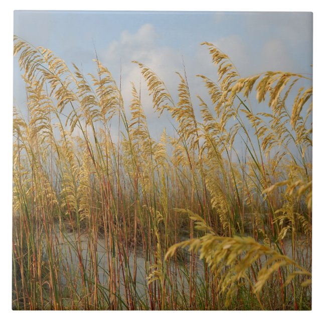 Carreau Oats de mer sur la plage dunes de sable (Devant)