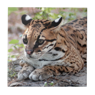 Carreau Ocelot 02 9x9