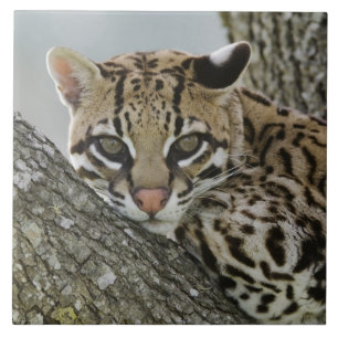 Carreau Ocelot, Felis pardalis, en captivité, femelle au r