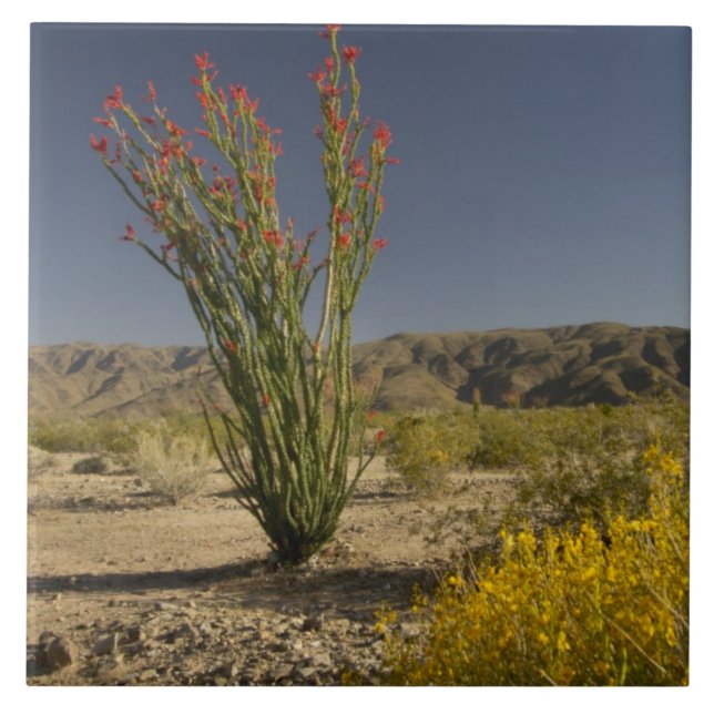 Carreau Ocotillo et séné du désert (Devant)