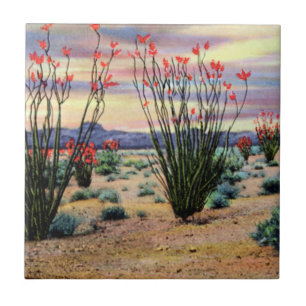 Carreau Ocotillos de désert de l'Arizona en fleur