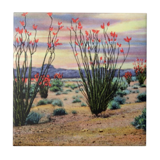 Carreau Ocotillos de désert de l'Arizona en fleur (Devant)