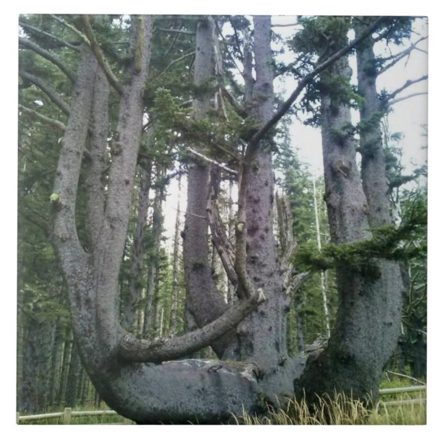 Carreau Octopus Tree, Cape Meares, Oregon (Devant)