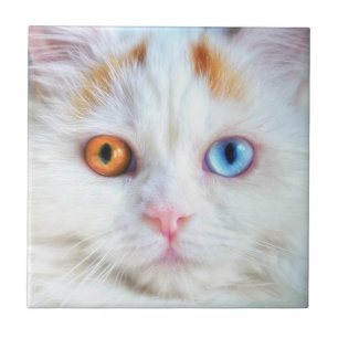 Carreau Odd-Eyed White Persian Cat