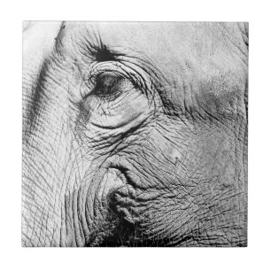 Carreau Oeil d'éléphants, 2017