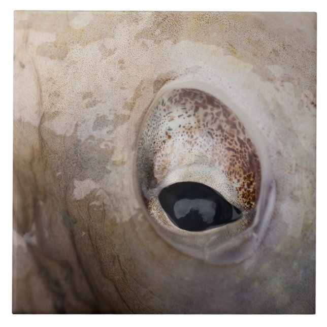 Carreau OEil octopique (Devant)