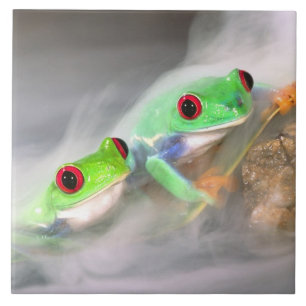 Carreau Oeil rouge Treefrog dans la brume, Agalychinis 2