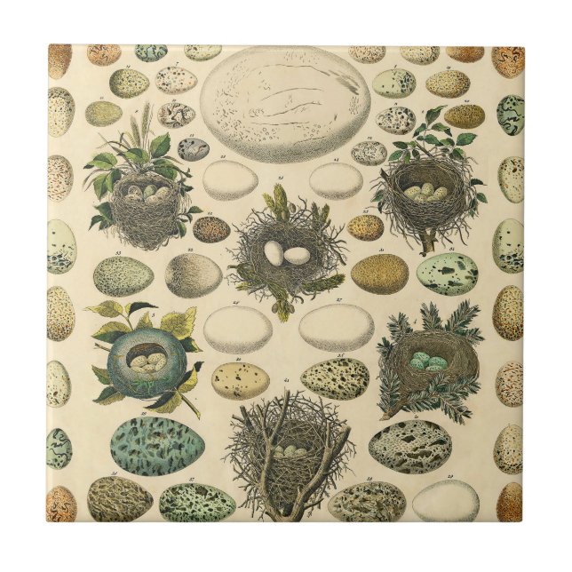 Carreau OEuf vintage Nid Art Peinture OEufs (Devant)