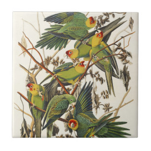 Carreau Œuvre d'art vintage d'Audubon sur la perruche de C