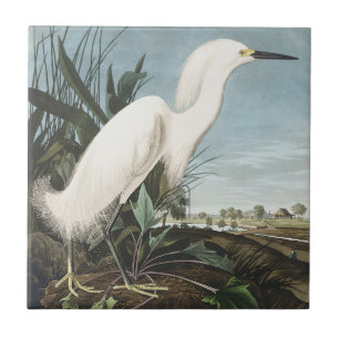 Carreau Œuvre d'art vintage d'Audubon sur l'aigrette neige