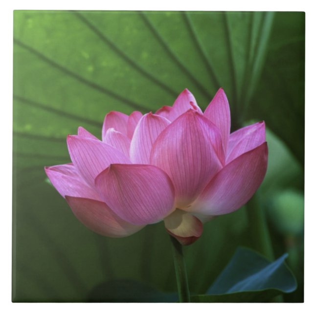 Carreau Ohga Lotus, Sankei-en Garden, Yokohama, Japon (Devant)