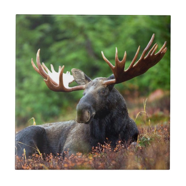 Carreau Oie (Devant)