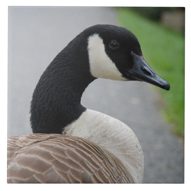 Carreau Oie du Canada (Devant)
