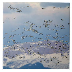 Carreau Oies des neiges pendant la migration printanière