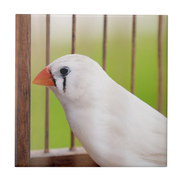 Carreau Oiseau blanc Zèbre Finch en cage (Devant)