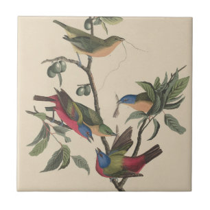 Carreau Oiseau coloré de l'art Audubon peint vintage