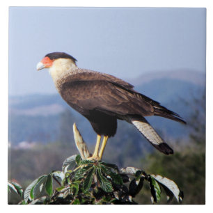 Carreau Oiseau de Caracara de proie crêté du nord sur