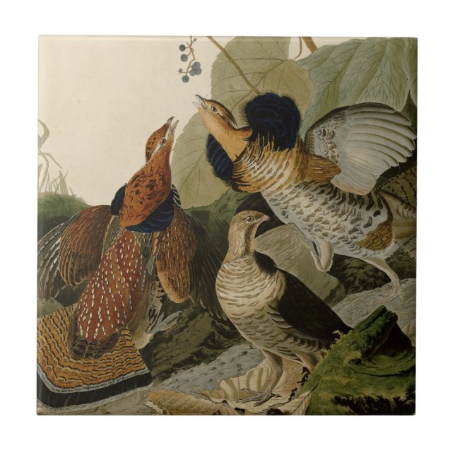 Carreau Oiseau de gibier Audubon (Devant)