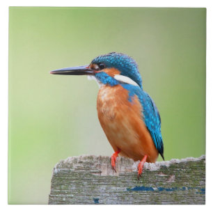 Carreau Oiseau de martin-pêcheur