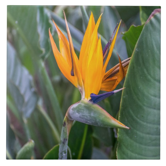 Carreau Oiseau de Paradise en céramique de fleur (Devant)