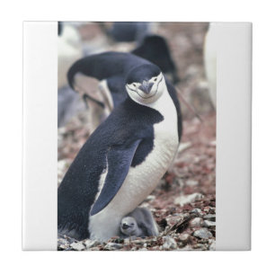 Carreau Oiseau de pingouin mignon animal noir eau blanche
