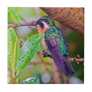 Carreau Oiseau du Costa Rica - Colibri à gorge enflammée