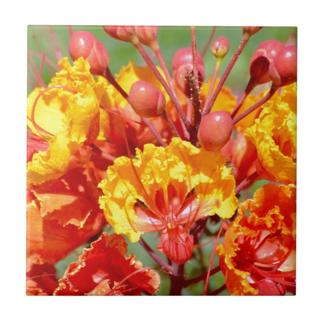 Carreau Oiseau du paradis mexicain (Devant)