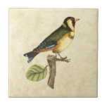 Carreau Oiseau jaune et vert perché sur une petite branche<br><div class="desc">Cette impression d'inspiration gravée présente des images nettes et vives avec un haut degré de précision des couleurs. L'arrière - plan neutre aide à mettre en valeur les couleurs de l'oiseau. Customisez votre produit Zazzle préféré en utilisant cette belle image.</div>
